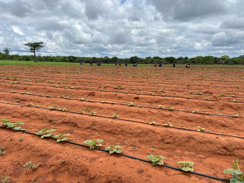 EXCEPTIONAL AGRICULTURAL OPPORTUNITY NEAR MUSINA - Photo 10