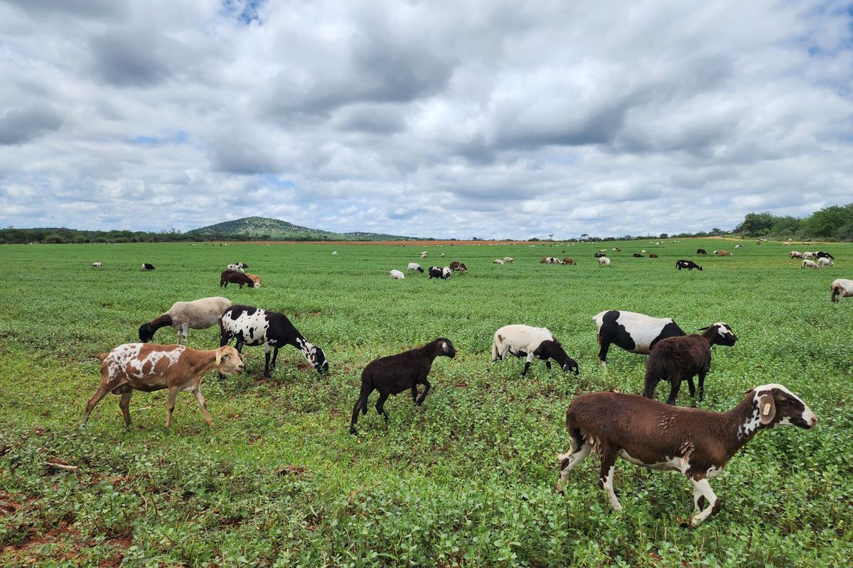 EXCEPTIONAL AGRICULTURAL OPPORTUNITY NEAR MUSINA - Photo 3