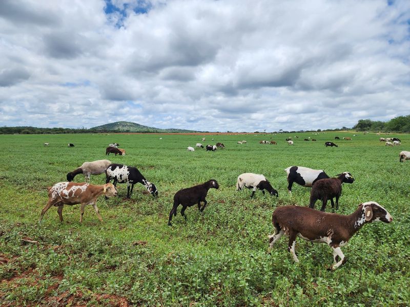 EXCEPTIONAL AGRICULTURAL OPPORTUNITY NEAR MUSINA - Photo 3