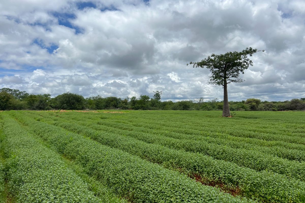 EXCEPTIONAL AGRICULTURAL OPPORTUNITY NEAR MUSINA - Photo 2