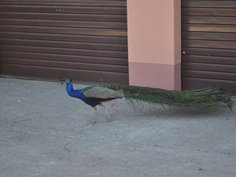 SMALL HOLDING FOR SALE WITH BEAUTIFUL VIEWS OF THE VAALDAM. - Photo 6