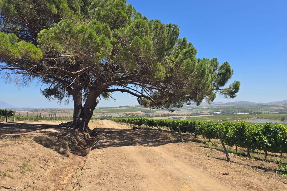 Exceptional 235 Ha Commercial Wine Farm in Stellenbosch - Photo 2