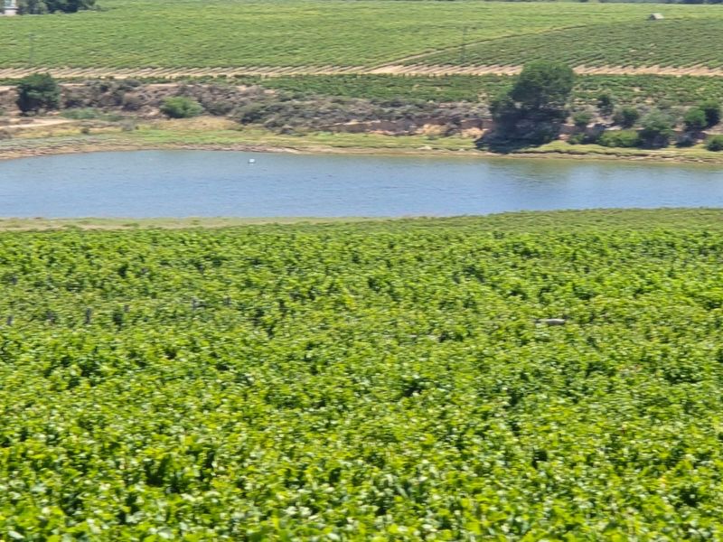 Exceptional 235 Ha Commercial Wine Farm in Stellenbosch - Photo 10