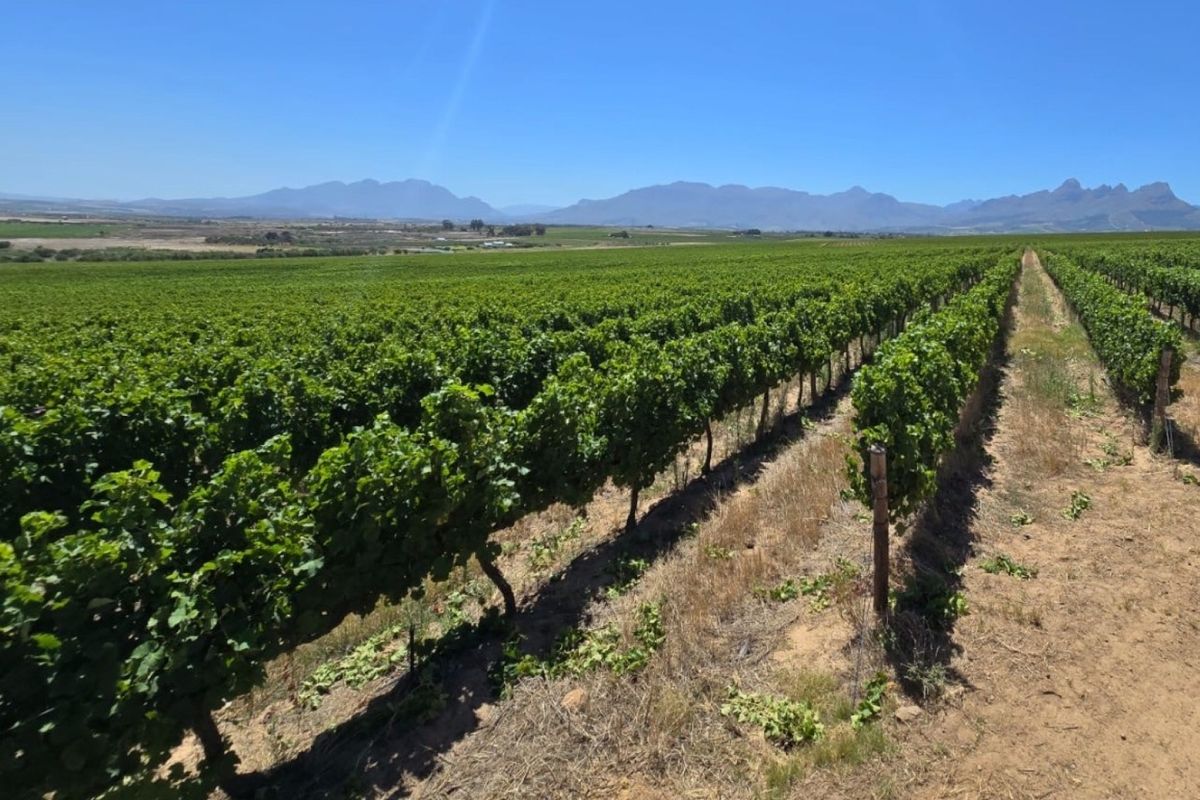 Exceptional 235 Ha Commercial Wine Farm in Stellenbosch - Photo 5