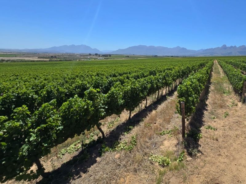 Exceptional 235 Ha Commercial Wine Farm in Stellenbosch - Photo 5