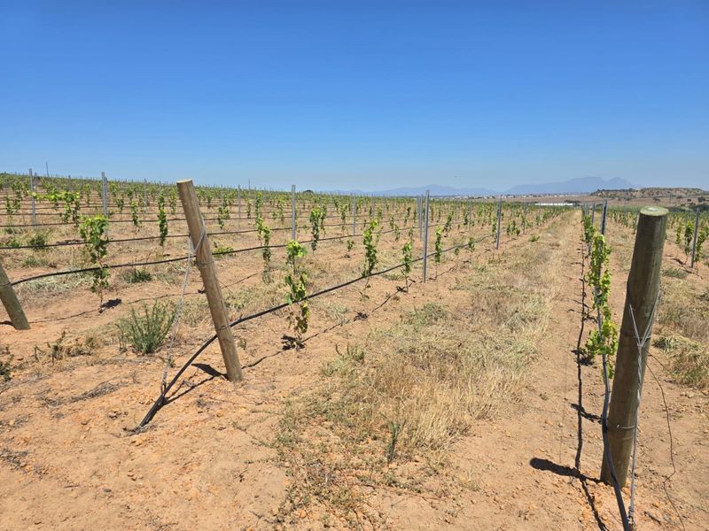 Exceptional 235 Ha Commercial Wine Farm in Stellenbosch - Photo 8