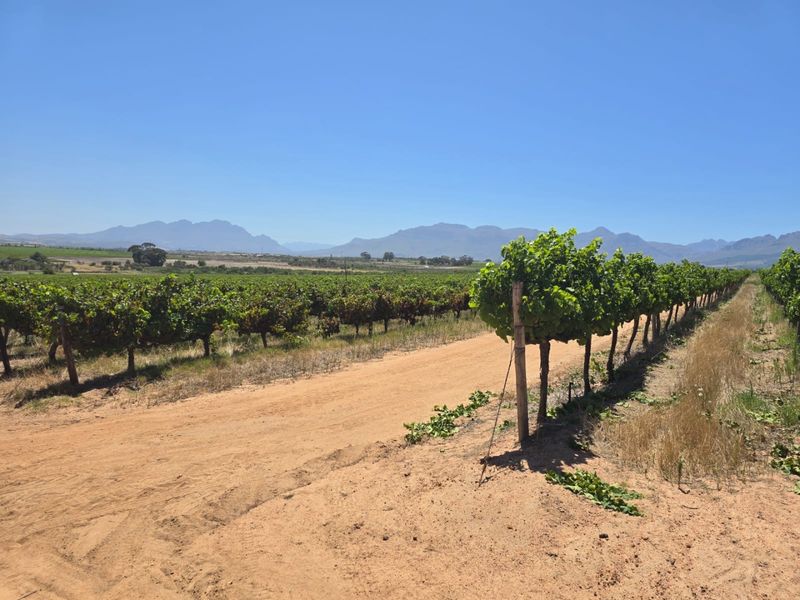 Exceptional 235 Ha Commercial Wine Farm in Stellenbosch - Photo 9