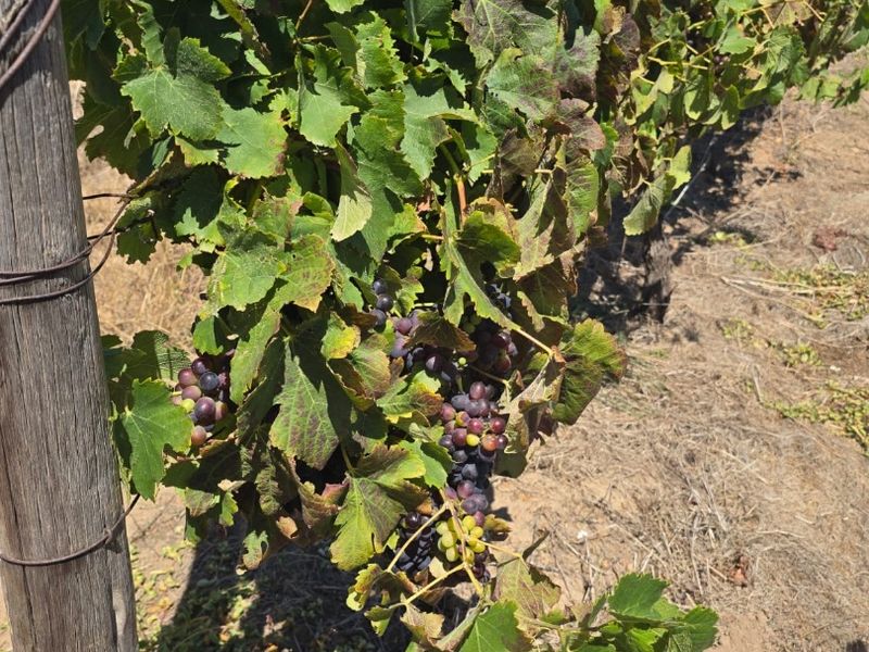 Exceptional 235 Ha Commercial Wine Farm in Stellenbosch - Photo 7