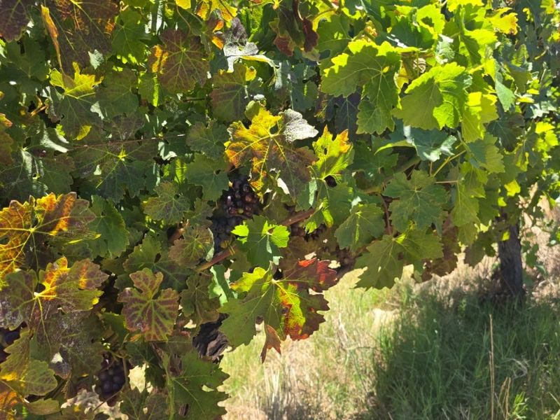 Exceptional 235 Ha Commercial Wine Farm in Stellenbosch - Photo 6