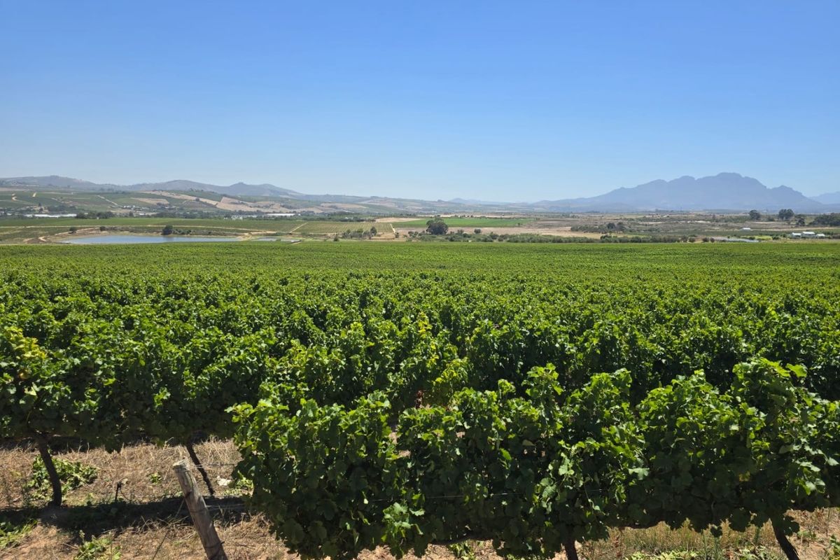 Exceptional 235 Ha Commercial Wine Farm in Stellenbosch - Photo 2