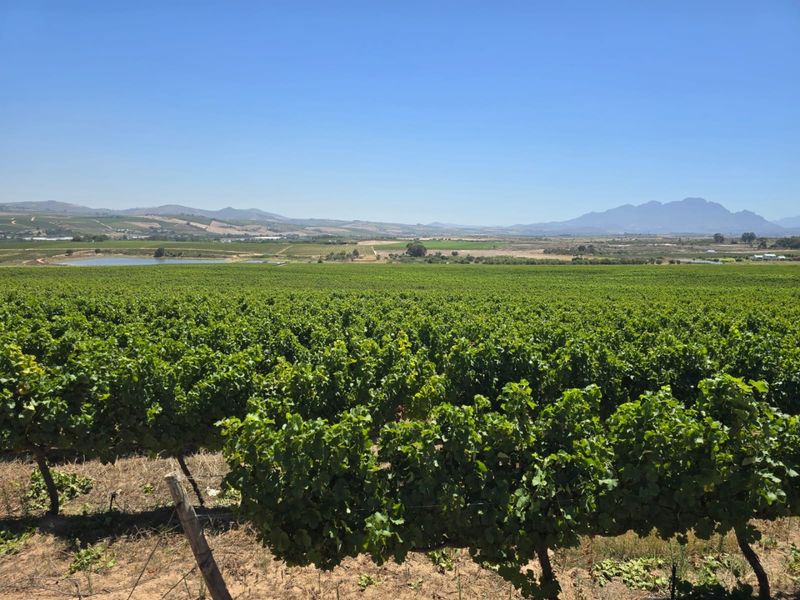 Exceptional 235 Ha Commercial Wine Farm in Stellenbosch - Photo 2