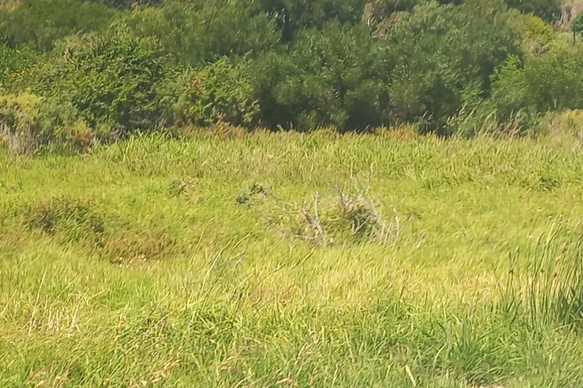 A view of the natural landscape and open grassland on the farm property.