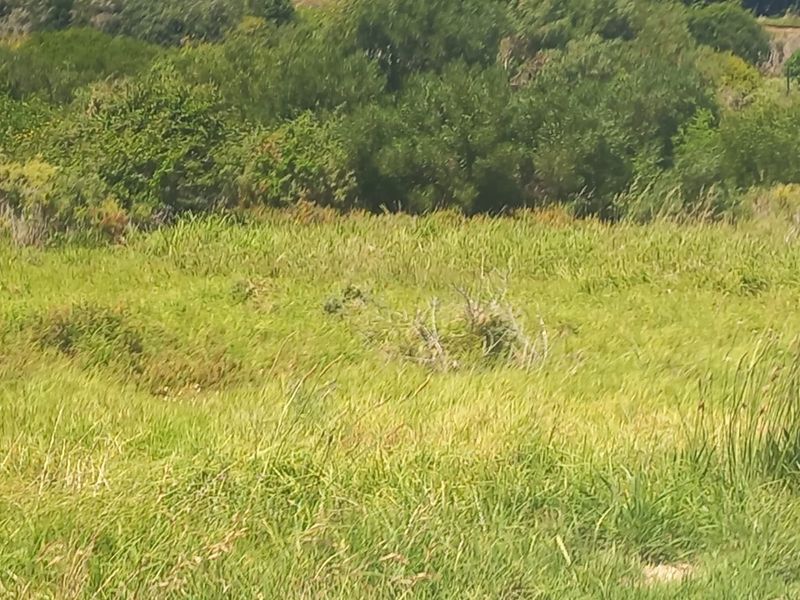 A view of the natural landscape and open grassland on the farm property.