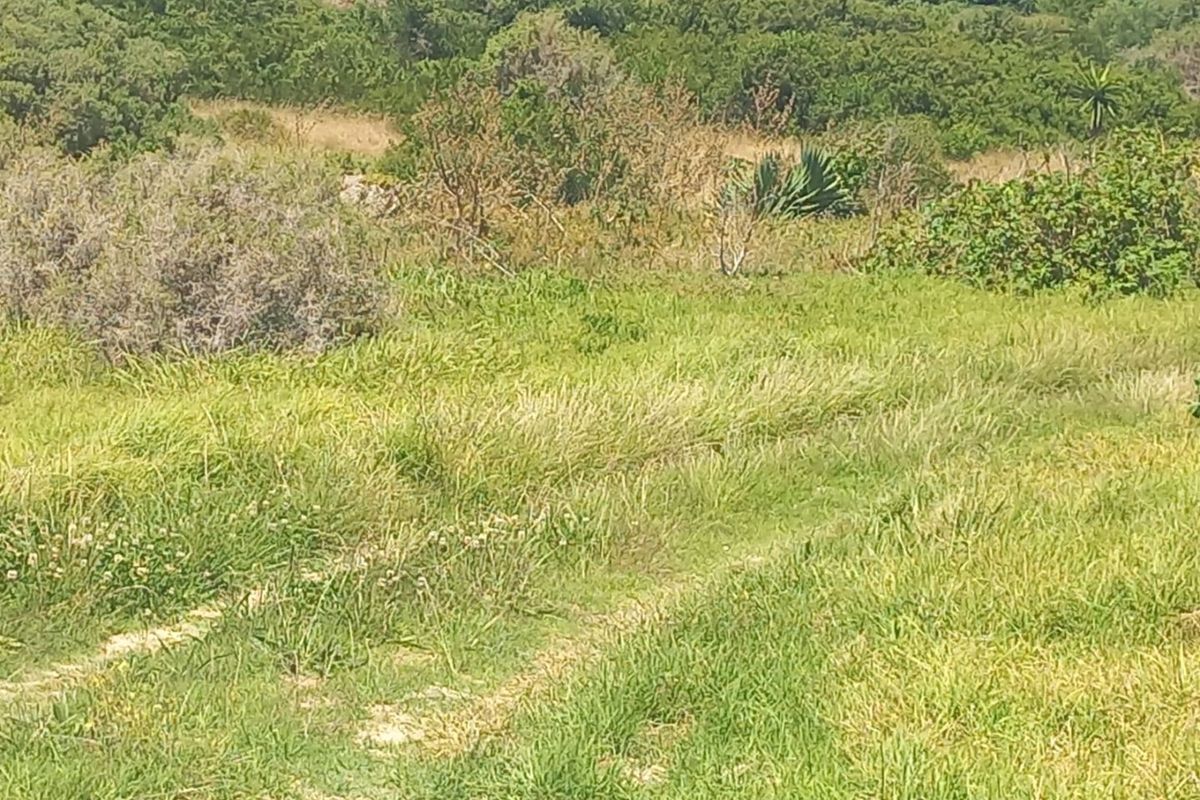 A view of the natural landscape and grassland on the farm property.