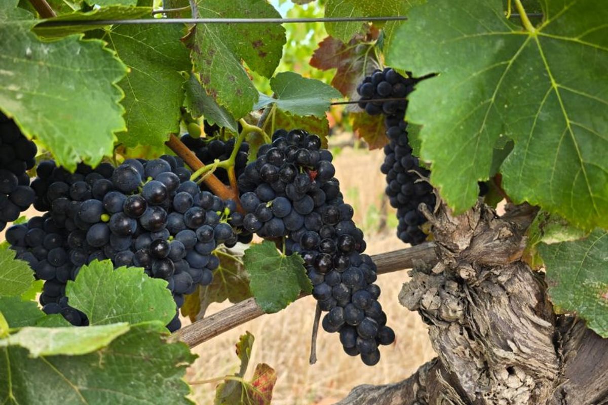 A Prime Stellenbosch Wine Farm Lifestyle Opportunity - Photo 4