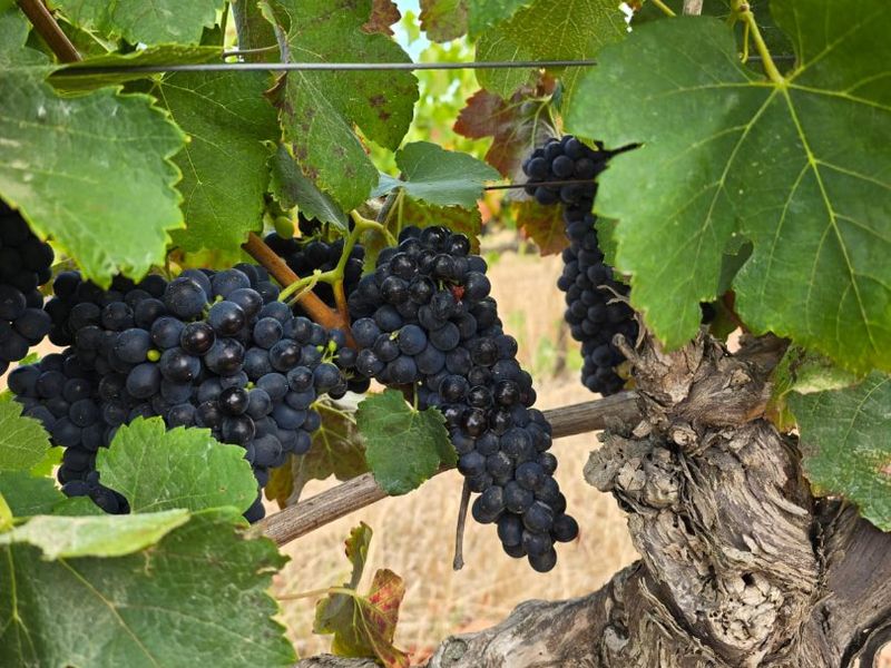 A Prime Stellenbosch Wine Farm Lifestyle Opportunity - Photo 4