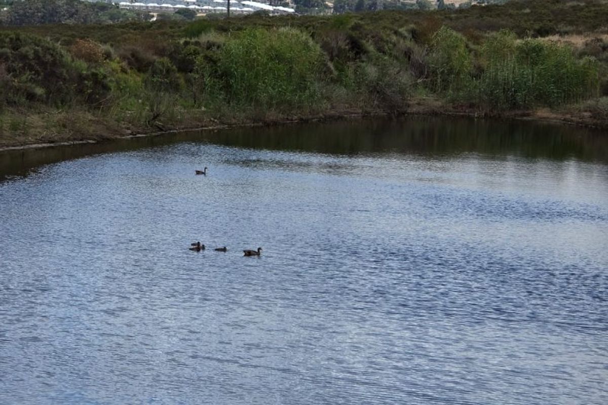A Prime Stellenbosch Wine Farm Lifestyle Opportunity - Photo 5