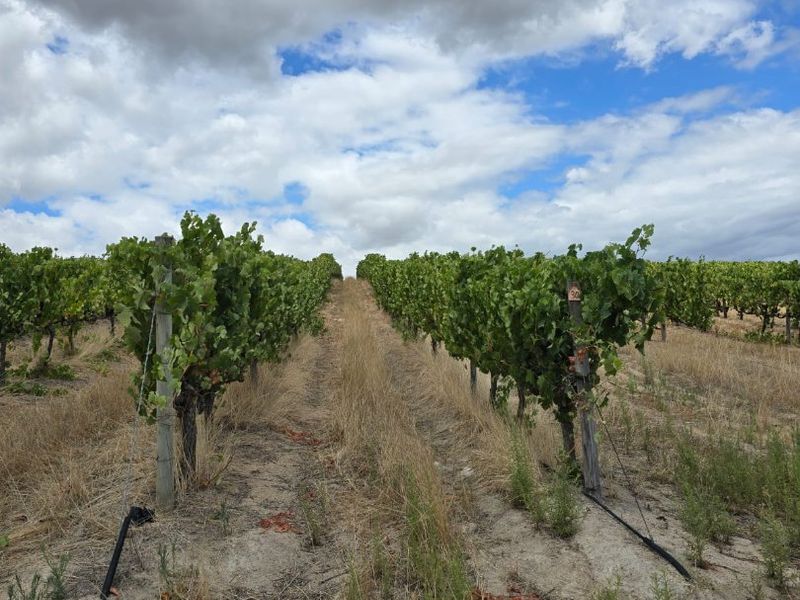 A Prime Stellenbosch Wine Farm Lifestyle Opportunity - Photo 9