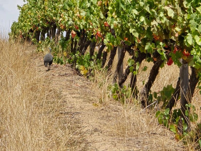 A Prime Stellenbosch Wine Farm Lifestyle Opportunity - Photo 7