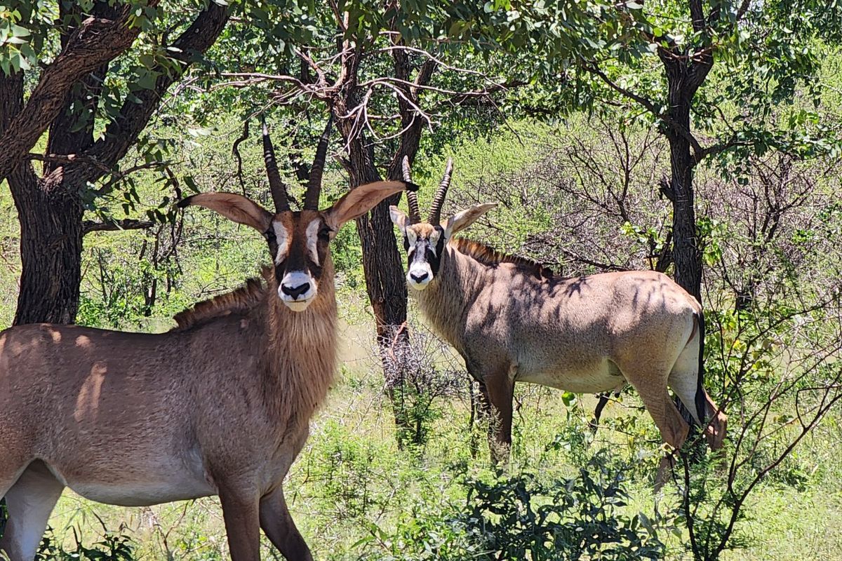 Exquisite 2070 ha Game Farm for Sale near Musina, Limpopo - Photo 4