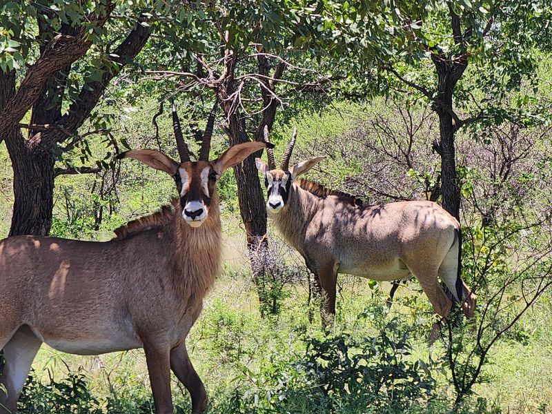 Exquisite 2070 ha Game Farm for Sale near Musina, Limpopo - Photo 4