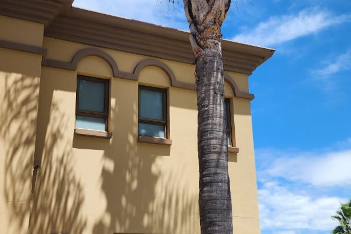 A view of the exterior rear facade featuring arched window detailing, a tall palm tree, and landscaped garden surroundings.