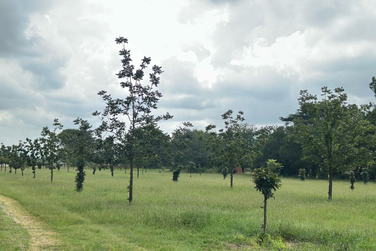 Smallholding For Sale In Vereeniging - Photo 5