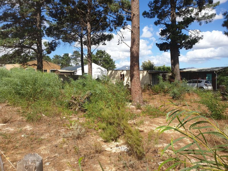 A view of a residential plot featuring mature pine trees and overgrown natural vegetation, with existing structures visible in the background.