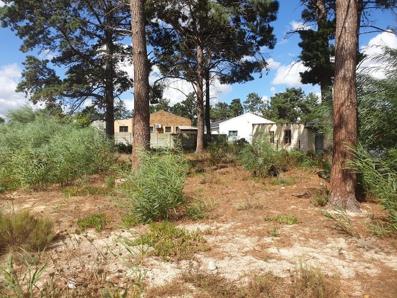 A view of a vacant residential plot featuring mature pine trees and natural ground cover, with neighboring properties visible in the background.