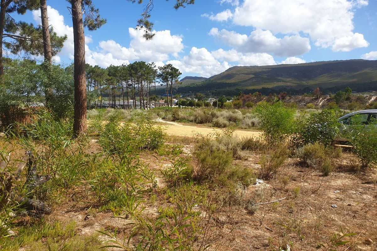 A view of a vacant residential plot featuring natural vegetation, mature trees, and scenic mountain views in the background.