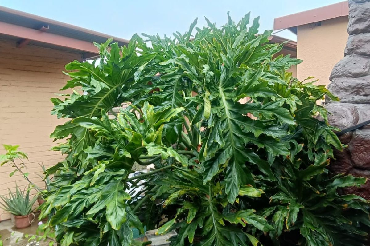 A view of the exterior rear area featuring a large philodendron plant, a solid door, and a textured stone-clad pillar.