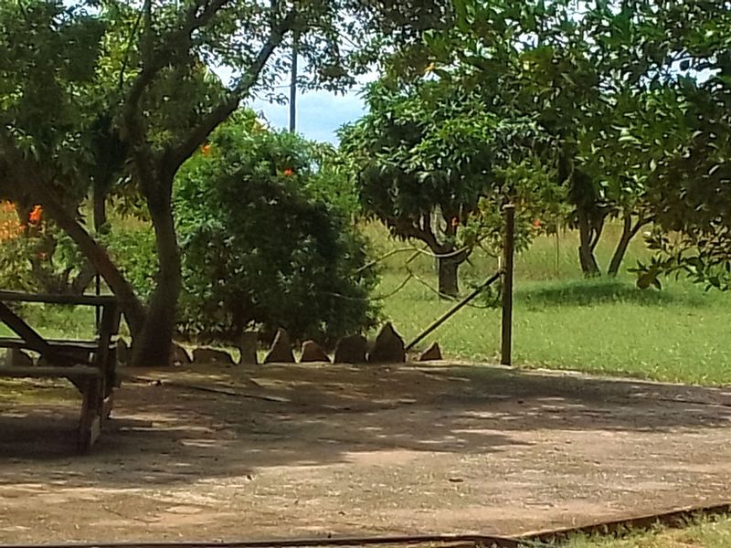 Neat and Well-Maintained Farm with more than 60 fruit trees - Main house and flat. - Photo 5