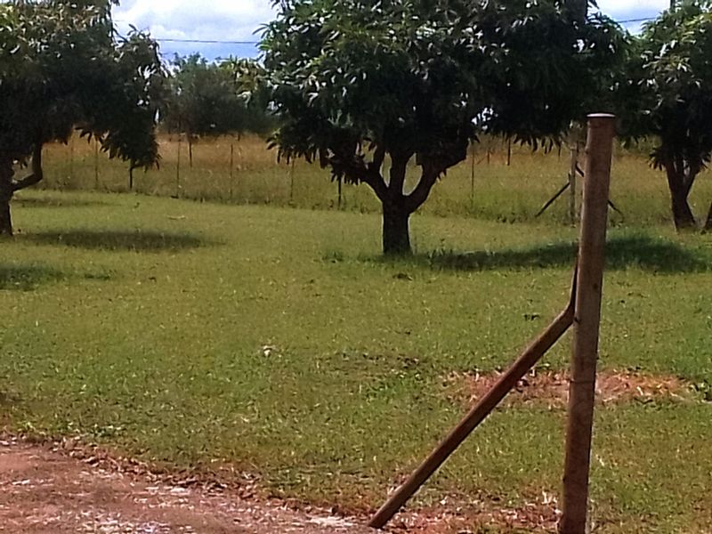 Neat and Well-Maintained Farm with more than 60 fruit trees - Main house and flat. - Photo 6