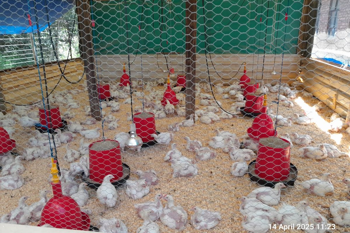 Modern and spacious with 200m2 Workshop - 3 phase electricity - Chicken houses - Photo 2