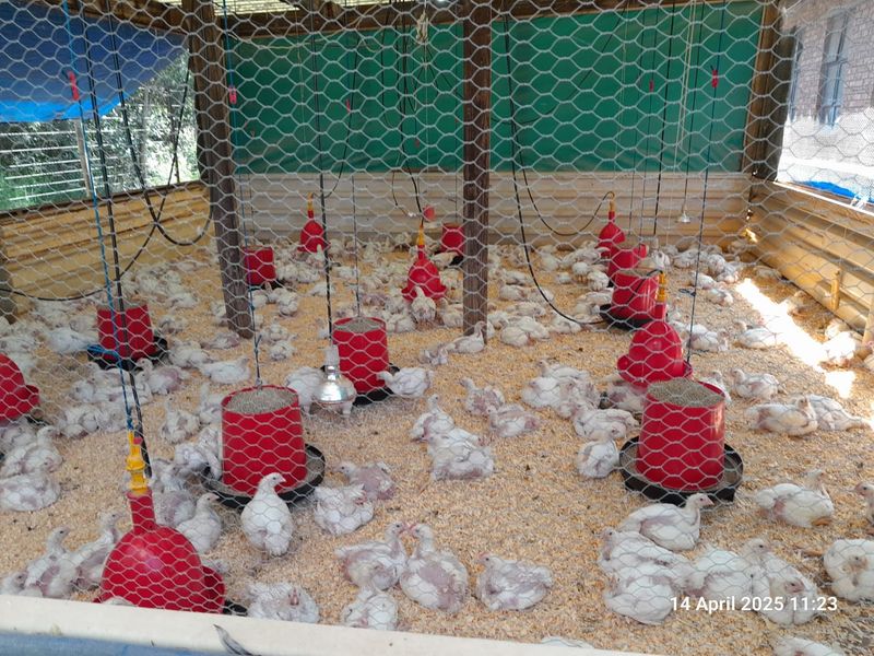 Modern and spacious with 200m2 Workshop - 3 phase electricity - Chicken houses - Photo 2