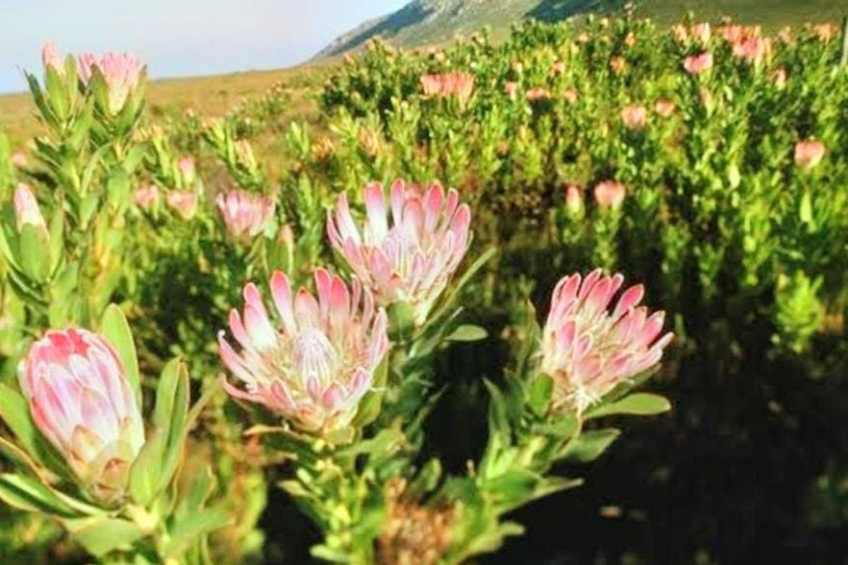 A close-up view of indigenous protea flowers growing on the vacant residential land, showcasing the natural landscape and vegetation of the property.