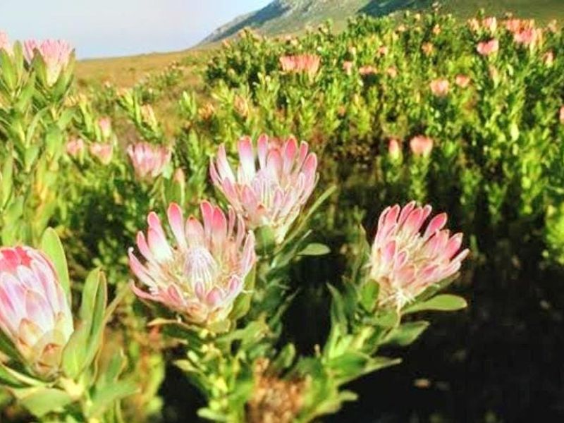 A close-up view of indigenous protea flowers growing on the vacant residential land, showcasing the natural landscape and vegetation of the property.