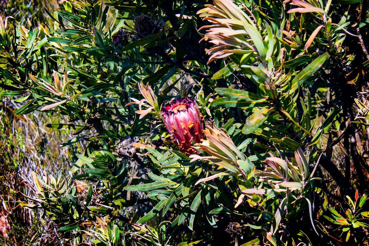 A close-up view of native flora and vegetation on the residential land.
