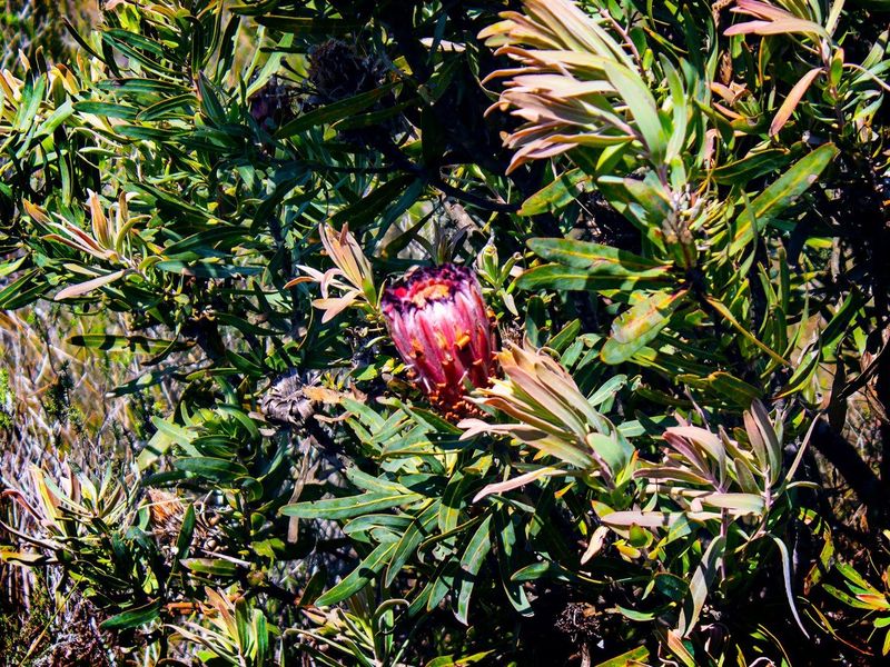 A close-up view of native flora and vegetation on the residential land.