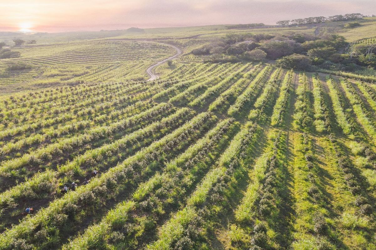 Farm living within a gated security estate, Fairview Estates - Photo 5