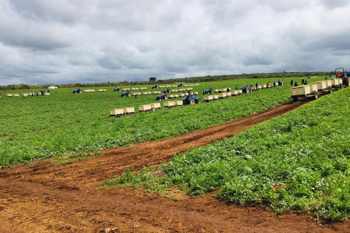 Expansive agricultural farmland featuring cultivated fields and a dirt access track, suitable for large-scale farming operations.