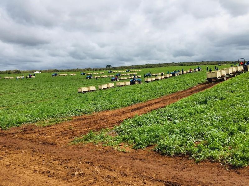 Expansive agricultural farmland featuring cultivated fields and a dirt access track, suitable for large-scale farming operations.