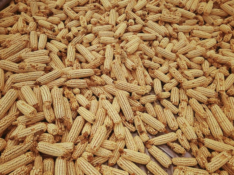 A large quantity of harvested corn cobs spread out on a tarp for drying on the farm.