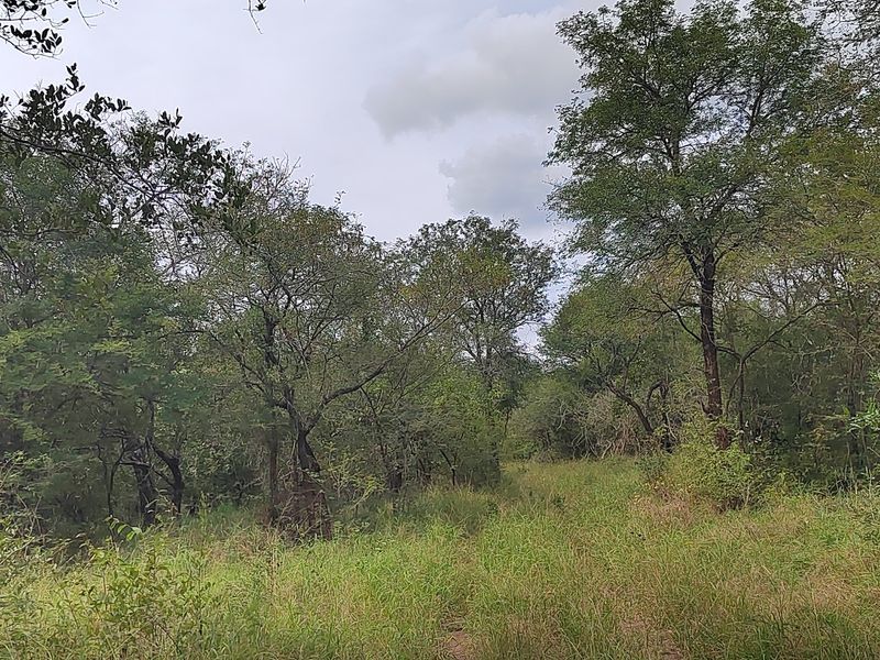 A view of the natural landscape featuring established indigenous trees and wild grass on the farm property.