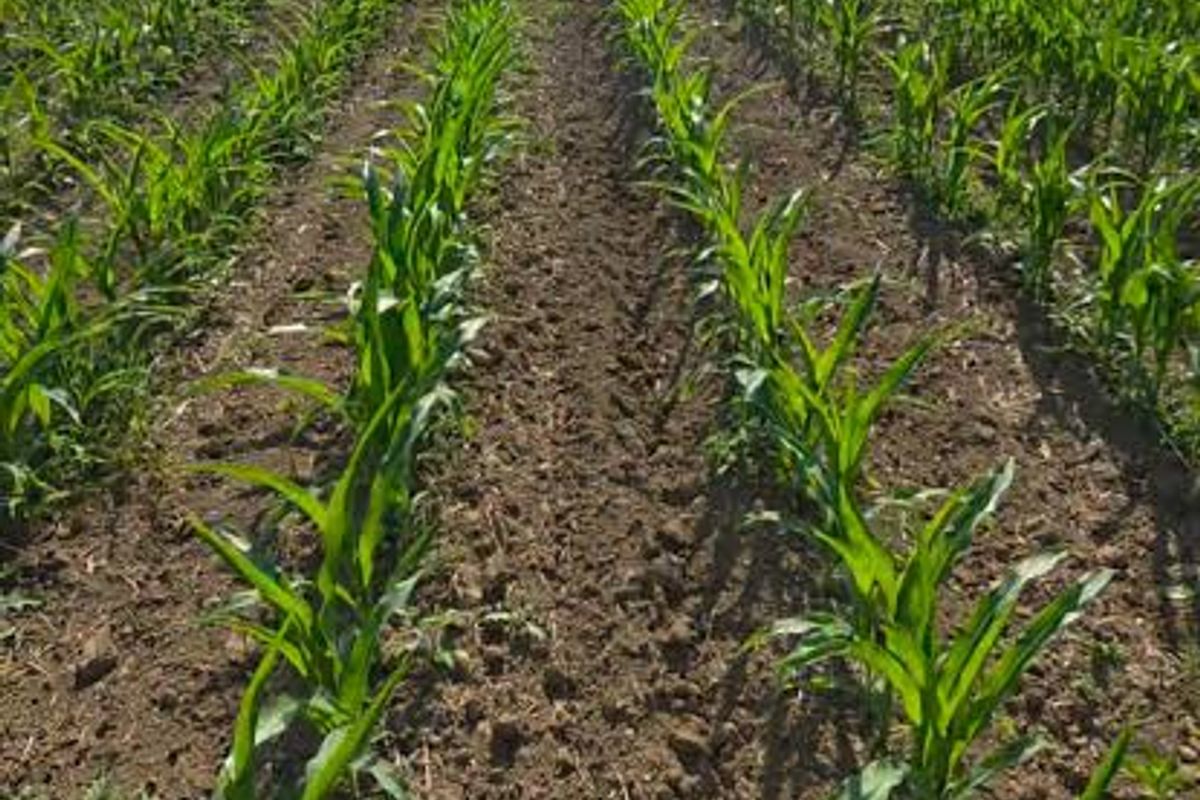 A view of a cultivated farm field with young crops planted in neat rows, leading towards a treeline in the background.