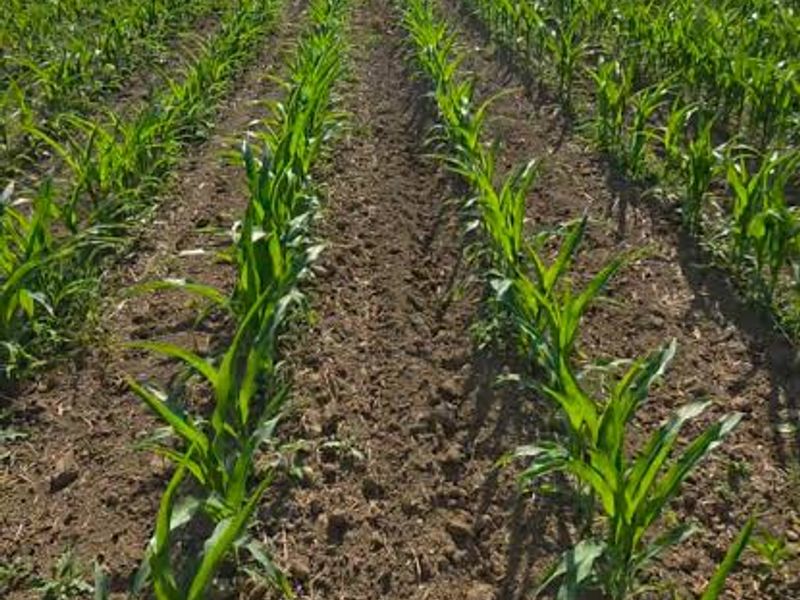 A view of a cultivated farm field with young crops planted in neat rows, leading towards a treeline in the background.