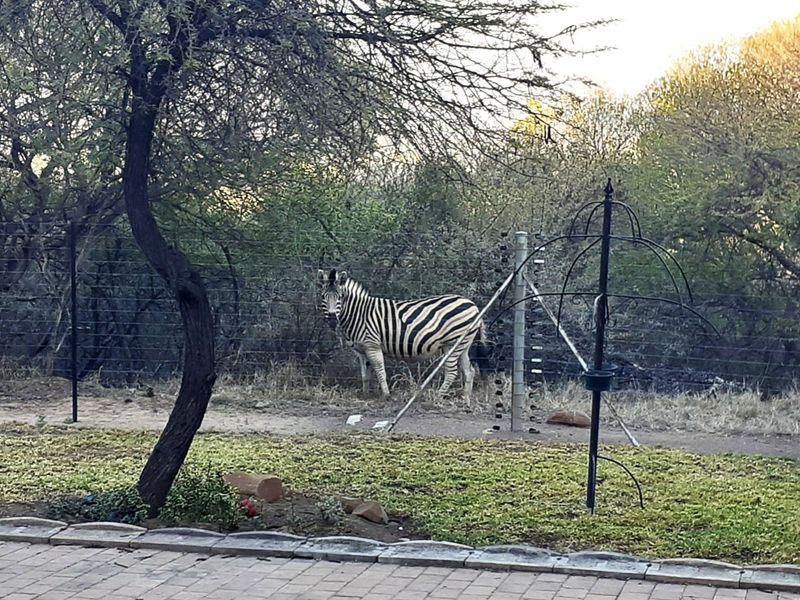 OFF THE GRID - Wildlife estate - BUFFELSDRIFT GAME RESERVE --Modern and spacious with beautiful view - Photo 2