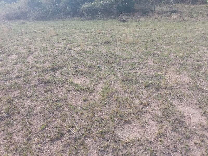 A view of an undeveloped residential plot featuring natural grass and soil terrain with surrounding vegetation.