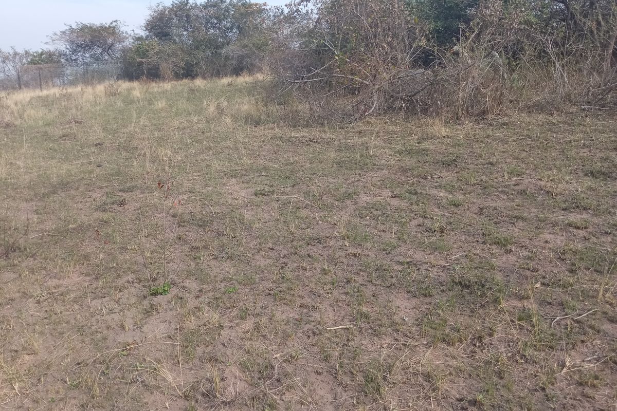 A view of the undeveloped residential land featuring natural vegetation and open ground.