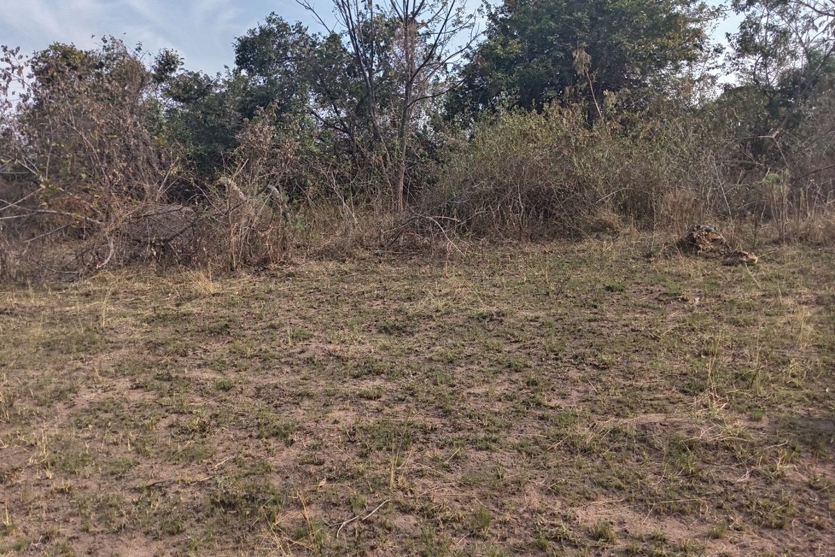 A view of a vacant residential plot featuring natural ground cover and established trees and shrubs.